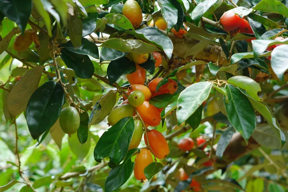 6 địa điểm ngắm mùa hồng Đà Lạt đẹp cho chuyến đi cuối năm